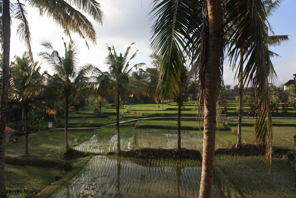 Dewa House Bisma Otel Ubud Dış mekan fotoğraf